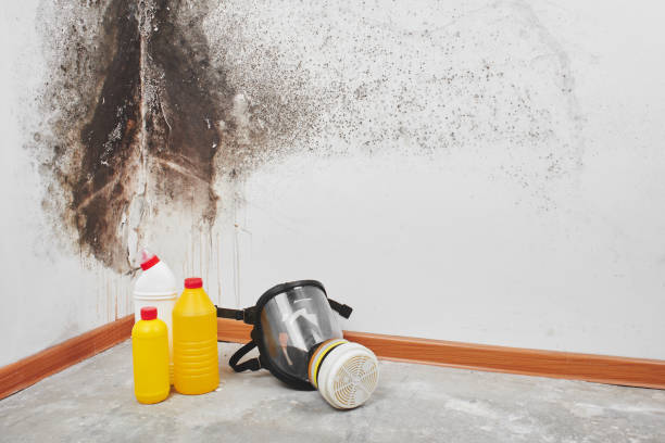Best Basement Mold Remediation in Mansfield, OH