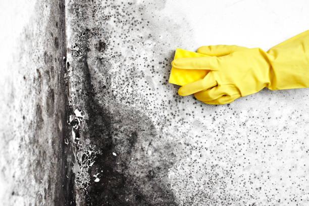 Best Residential Mold Remediation in Mansfield, OH