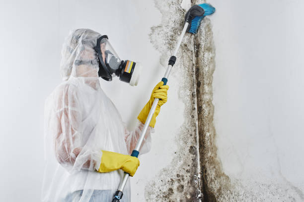 Best Mold Testing and Inspection Services in Mansfield, OH