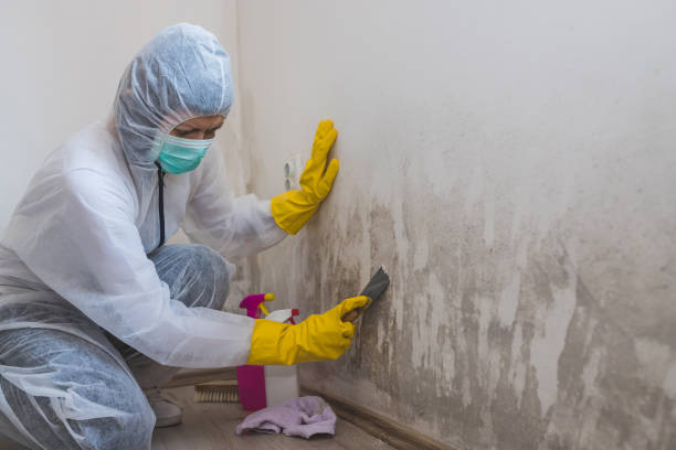 Best Localized Mold Remediation (e.g., coastal areas, humid climates) in Mansfield, OH