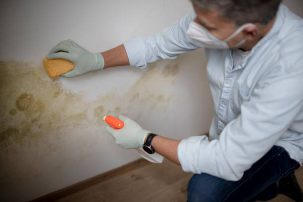 Best Black Mold Remediation in Mansfield, OH