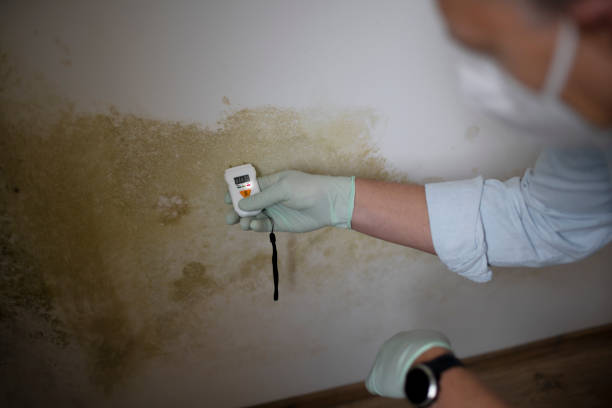 Best Insurance-Related Mold Remediation in Mansfield, OH
