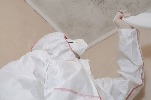 Best Post-Flood Mold Remediation in Mansfield, OH