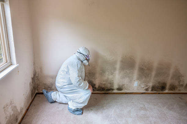 Mansfield, OH Mold Remediation Company