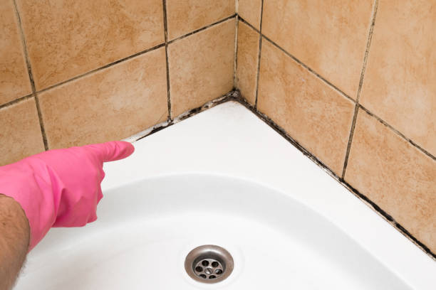 Best Mold Testing and Inspection Services in Mansfield, OH